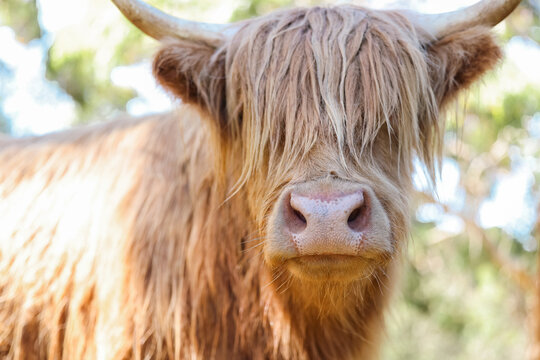 Close up portrait of highland cow with eyes covered with hair
