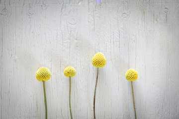 Flat lay image featuring yellow Billy Buttons flowers on white wood grain background with copy space