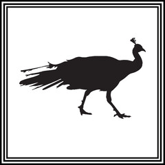 Black peacock silhouette illustration
