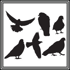 Flying pigeon silhouettes on white background