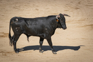 Novillo en la plaza de toros