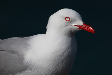 A high-resolution close-up photograph of a red-billed gull (Chroicocephalus scopulinus), showcasing its vivid red beak and piercing red eye against a dark, contrasting background. 