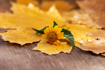A bright yellow flower lies on yellow autumn maple leaves. Close up.