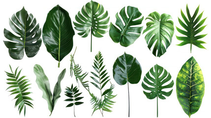 Lush green leaves in various shapes and sizes create vibrant and tropical atmosphere, perfect for enhancing any design or decor