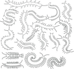 Centipede sketches collection, insect line art, millipede illustration set, black arthropods, creepy crawlers, vector clipart, hand drawn animal designs, detailed centipede species