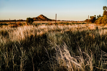 Long dry grass in summer with Pyramid Hill in background