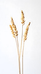 Golden ripe wheat isolated on white background