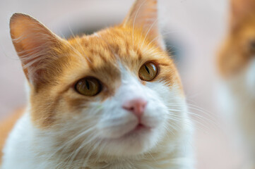 red and white cat with beautiful eyes in focus and the rest blurred