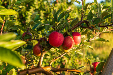 ripe red apples on a tree