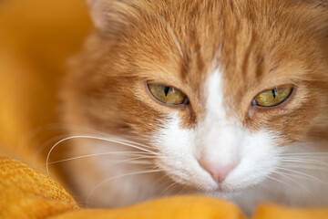 red and white cat with beautiful eyes in focus and the rest blurred