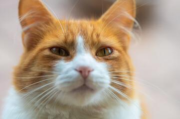 red and white cat with beautiful eyes in focus and the rest blurred