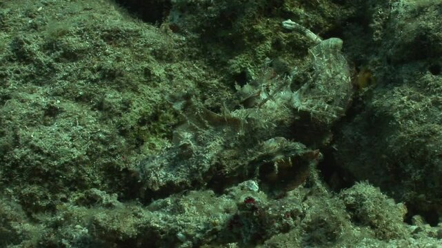 A stick stingfish (Inimicus filamentosus), a highly venomous scorpionfish, displays its camouflage abilities on the seafloor. Check my portfolio for venomous fish.