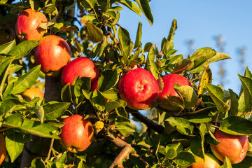 apples on tree