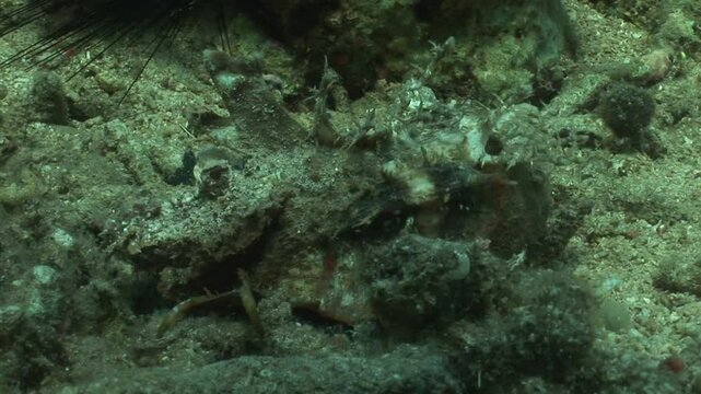 A stick stingfish (Inimicus filamentosus), a highly venomous scorpionfish, displays its camouflage abilities on the seafloor. Check my portfolio for venomous fish.