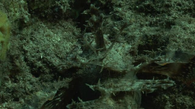 A stick stingfish (Inimicus filamentosus), a highly venomous scorpionfish, displays its camouflage abilities on the seafloor. Check my portfolio for venomous fish.