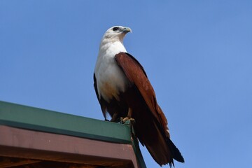 A white-bellied sea eagle is seen in profile. His head and abdomen is white, and wings, tail and back are brown. His beak is curved. He is standing on a roof. The sky behind is blue.