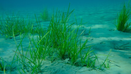 Neptune grass or Mediterranean tapeweed (Posidonia oceanica) undersea, Aegean Sea, Greece, Skiathos island, Vasilias beach