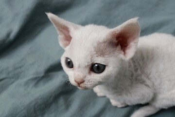 white kitten