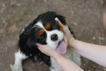 black and white Cavalier King Charles Spaniel dog sitting on path in park, playing with owner, warm...