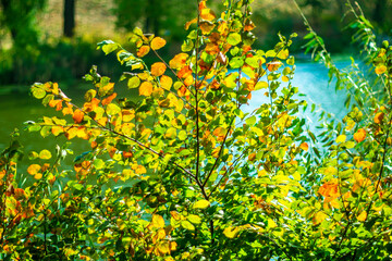 The color of autumn leaves against the background of the river.