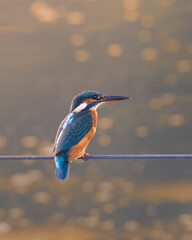 kingfisher on a branch