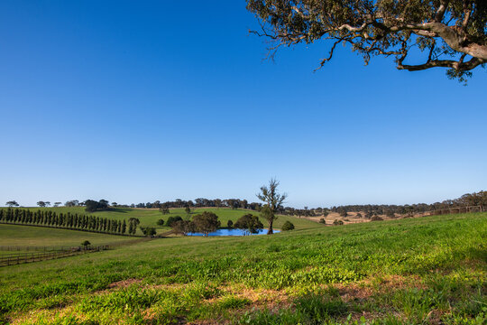 farm paddock with dam in the background