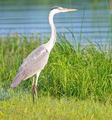 Grey Heron at a Lake in Northern Latvia August 2024