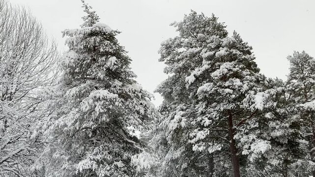 Beautiful snowfall in 4K video in nature background with branched trees around during the Winter. Cold weather. 4K copyspace.