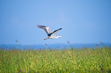 Grey Heron at a Lake in Northern Latvia August 2024
