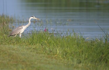 Obraz premium Grey Heron at a Lake in Northern Latvia August 2024