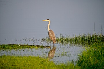 Fototapeta premium Grey Heron at a Lake in Northern Latvia August 2024