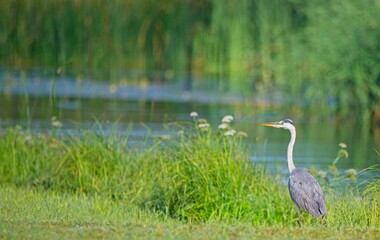 Grey Heron at a Lake in Northern Latvia August 2024