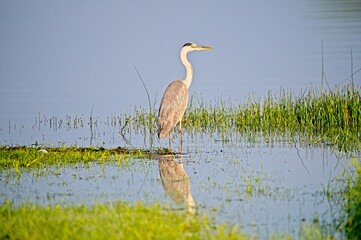 Grey Heron at a Lake in Northern Latvia August 2024