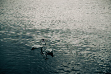 同じ方向を見ている2羽の白鳥