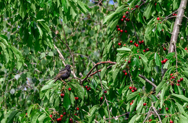 Dorosły szpak siedzi na gałęzi czereśni na czubku drzewa 