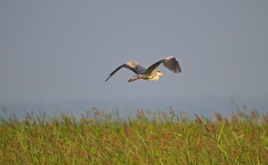 Grey Heron at a Lake in Northern Latvia August 2024