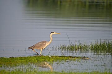 Grey Heron at a Lake in Northern Latvia August 2024