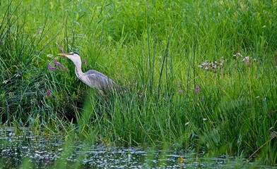 Grey Heron at a Lake in Northern Latvia August 2024