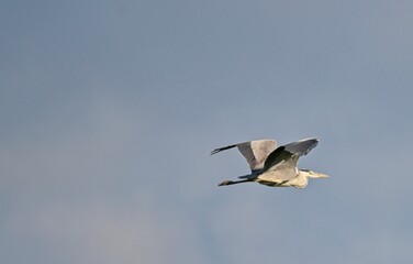 Grey Heron at a Lake in Northern Latvia August 2024