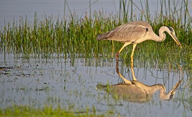 Grey Heron at a Lake in Northern Latvia August 2024
