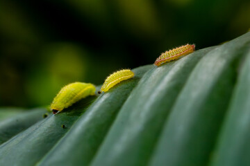 Plains Cupid or cycad blue (Luthrodes pandava) butterfly caterpillar, or larval stage. Grouping on a broad leaf surface, natural background