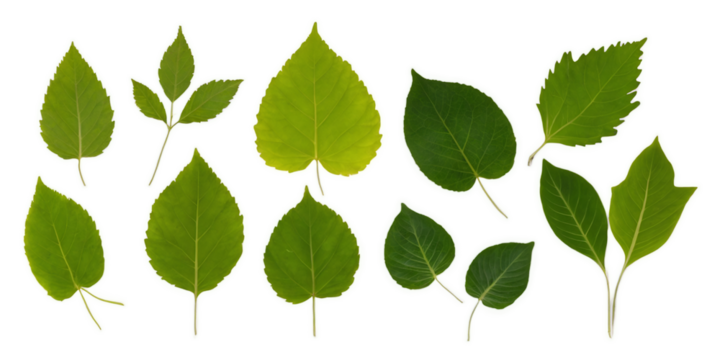 collection of green leaves isolated on transparent background
