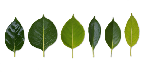 collection of green leaves isolated on transparent background