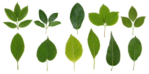 collection of green leaves isolated on transparent background