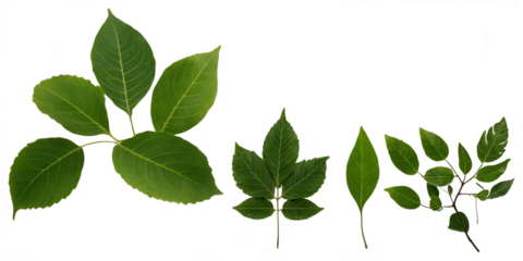 collection of green leaves isolated on transparent background