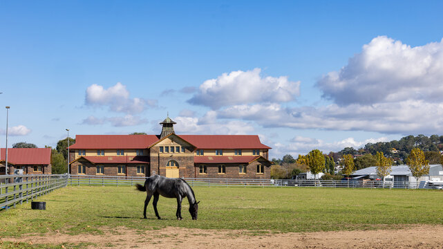 Horse grazing on green grass in Armidale Showgrounds grounds