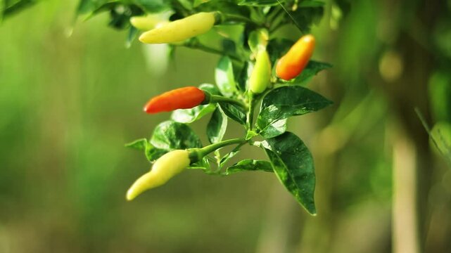 Cayenne pepper or also known as cabai rawit in Indonesia. close up view of Cayenne pepper in the garden
