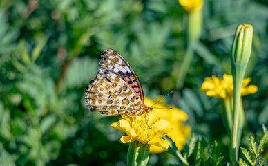 蜜を吸うヒョウモンチョウ