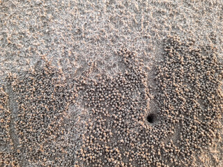 beach sand texture with a hole and small sand balls from Beach Sand Crabs