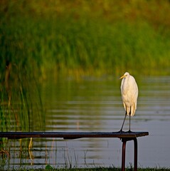 Great White Egret at a Lake in Northern Latvia, August 2024